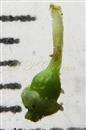  Pistil